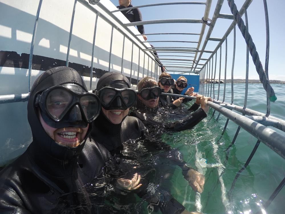 Shark cage diving i Hermanus