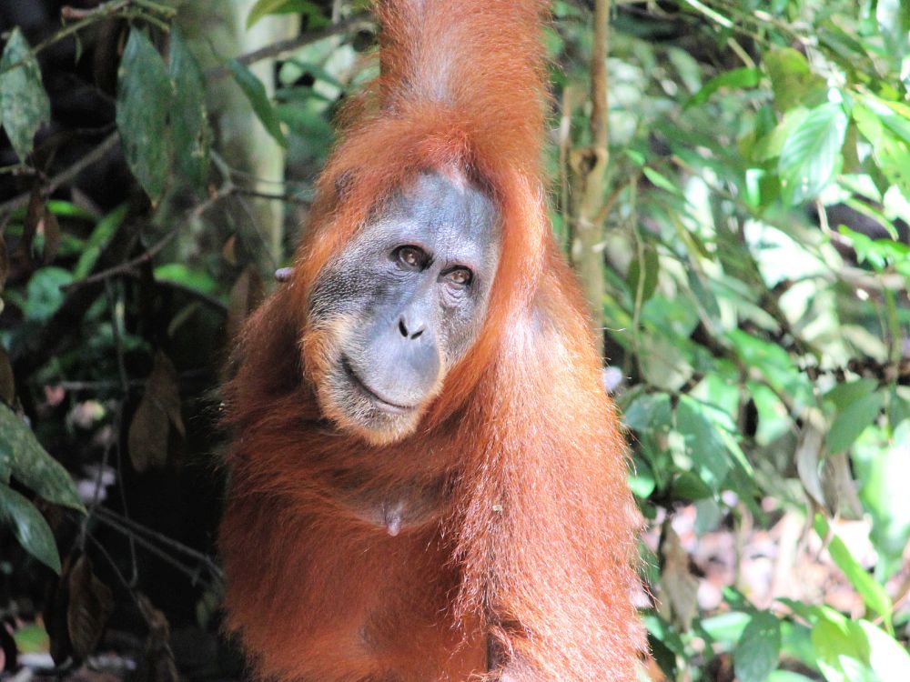 Oplev Sumatra-orangutanger