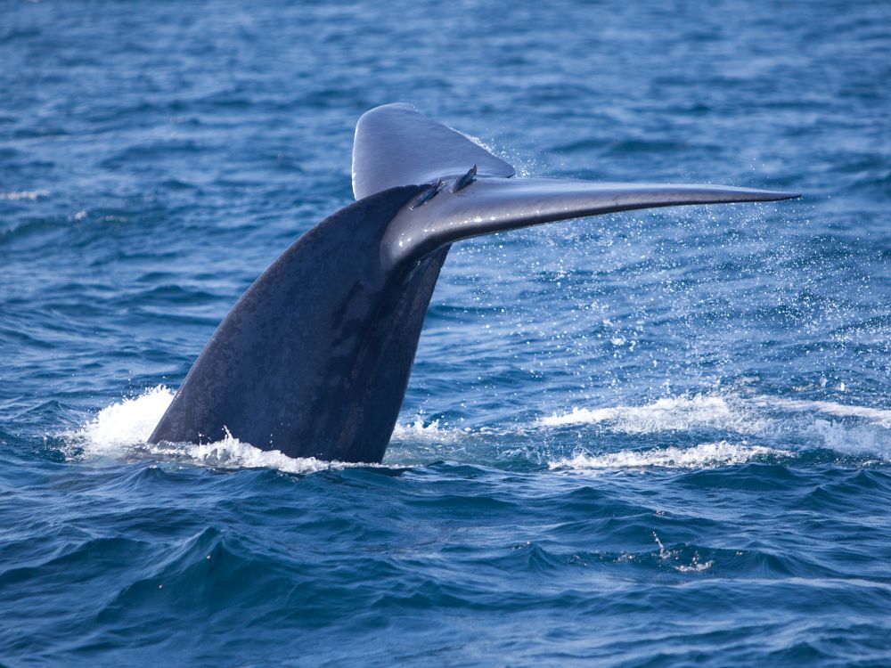 Whale watching i Mirissa